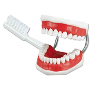 HAGER&WERKEN Toothbrushing Model Supersize