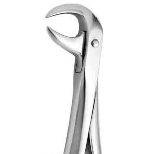 CORICAMA Tooth Forceps English Pattern #86 Cow Horn