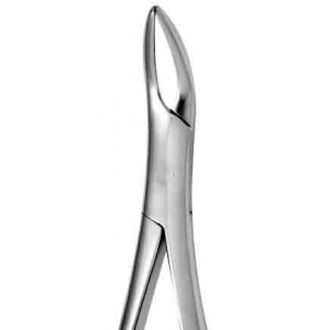 CORICAMA Tooth Forceps English Pattern Witzel Lower