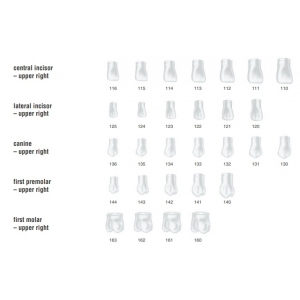 FRASACO Crown Form #110 (5) Central Incisor Upper Right