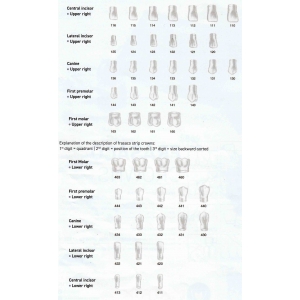 FRASACO Crown Form #113 (5) Central Incisor Upper Right