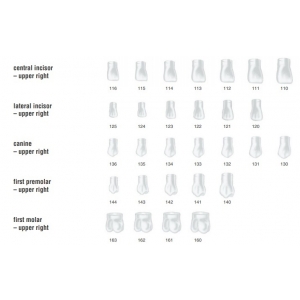 FRASACO Crown Form #120 (5) Lateral Incisor Upper Right