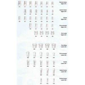 FRASACO Crown Form #210 (5) Central Incisor Upper Left