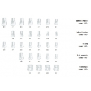 FRASACO Crown Form #220 (5) Lateral Incisor Upper Left