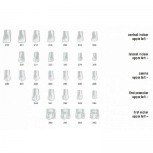 FRASACO Crown Form #240 (5) First Premolar Upper Left