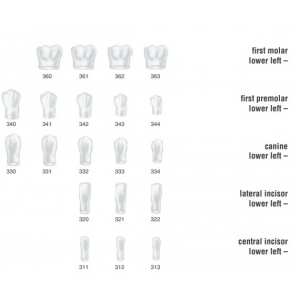 FRASACO Crown Form #313 (5) Central Incisor Lower Left