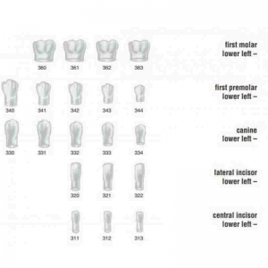 FRASACO Crown Form #340 (5) First Premolar Lower Left