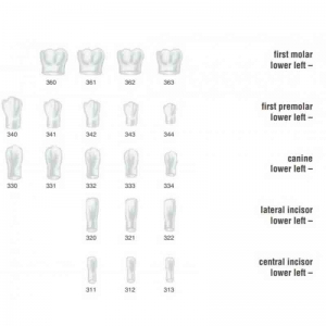 FRASACO Crown Form #342 (5) First Premolar Lower Left