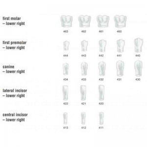 FRASACO Crown Form #413 (5) Central Incisor Lower Right