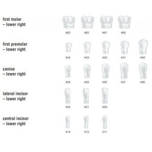 FRASACO Crown Form #422 (5) Lateral Incisor Lower Right