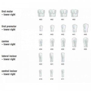 FRASACO Crown Form #440 (5) First Premolar Lower Right